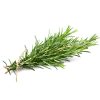 Rosemary