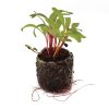Swiss Chard – Oriole - Image 2
