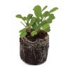 Arugula - Image 2