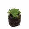 Basil – Nufar - Image 2