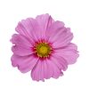 Cosmo – Dwarf