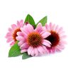 Echinacea – Coneflower
