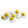 Chamomile