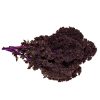Kale – Scarlet