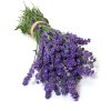 Lavender – Elegance Purple