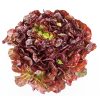 Lettuce – Cherokee (Summer Crisp)