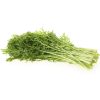 Mustard Greens – Scarlet Frills (BabyGreen/MicroGreen)
