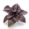 Basil – Purple (BabyGreen/MicroGreen)