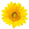 Sunflower – Dwarf