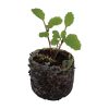Broccoli – Belstar (head) - Image 2
