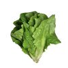 Lettuce – Coastal Star (Romaine)