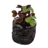Elegance Greens Mix (BabyGreen/MicroGreen) - Image 2