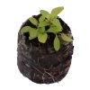 Sorrel - Green (BabyGreen/MicroGreen) - Image 2