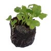 Kale – Blue Curly (BabyGreen/MicroGreen) - Image 2