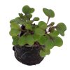 Kale – Olympic Red (BabyGreen/MicroGreen) - Image 2