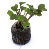 Kale – Red Russian (BabyGreen/MicroGreen) - Image 2