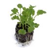 Kale – Starbor (BabyGreen/MicroGreen) - Image 2