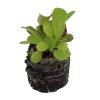 Lettuce All Star Gourmet Mix (BabyGreen/MicroGreen) - Image 2