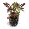 Mustard Greens – Scarlet Frills (BabyGreen/MicroGreen) - Image 2