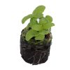 Basil – Nufar (BabyGreen/MicroGreen) - Image 2