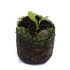 Lettuce – Endive - Image 2