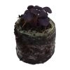 Basil – Purple - Image 2