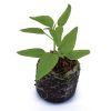 Pepper – Ace – Bell - Image 2