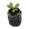 Brussels Sprouts-Churchill - Image 2