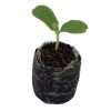 Cantaloupe – Sweet Garnet - Image 2