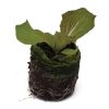 Lettuce – Cherokee (Summer Crisp) - Image 2