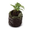 Cilantro – Santo - Image 2