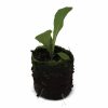 Lettuce – Coastal Star (Romaine) - Image 2