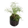 Dill-(BabyGreen/MicroGreen) - Image 2