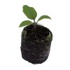 Eggplant – Machiaw - Image 2