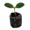 Squash – Green. Winter Acorn Tuffy - Image 2