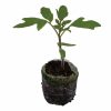 Tomato – Green Cherokee Heirloom - Image 2
