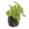 Sorrel – Green - Image 2