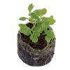 Kale – Blue Curly - Image 2