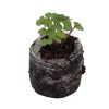 Kale – Red Russian - Image 2