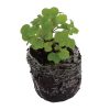 Kale -Siberian - Image 2