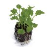 Kale – Kalebration Mix - Image 2