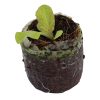 Lettuce – Magenta (Summer Crisp) - Image 2