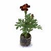 Marigold – Dwarf - Image 2