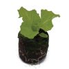Lettuce – Muir (Summer Crisp) - Image 2