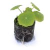 Nasturtium - Image 2