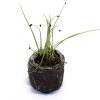 Green Onion – White Spear - Image 2