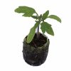 Tomato – Purple Cherokee Heirloom - Image 2