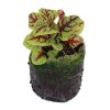 Sorrel – Red Veined - Image 2