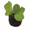 Lettuce – Rex (Butterhead/Bibb) - Image 2