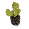 Lettuce – Skyphos (Butterhead) - Image 2